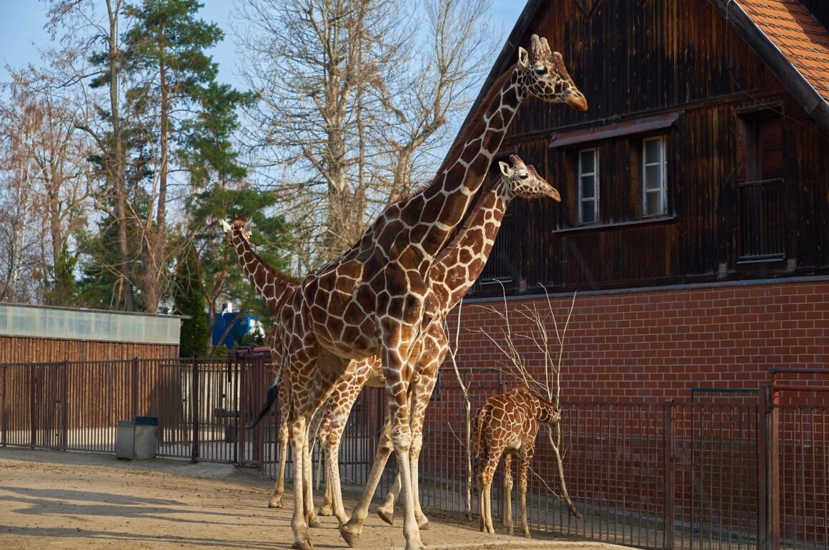 żyrafy we Wrocławskim ZOO